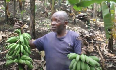 rubavu