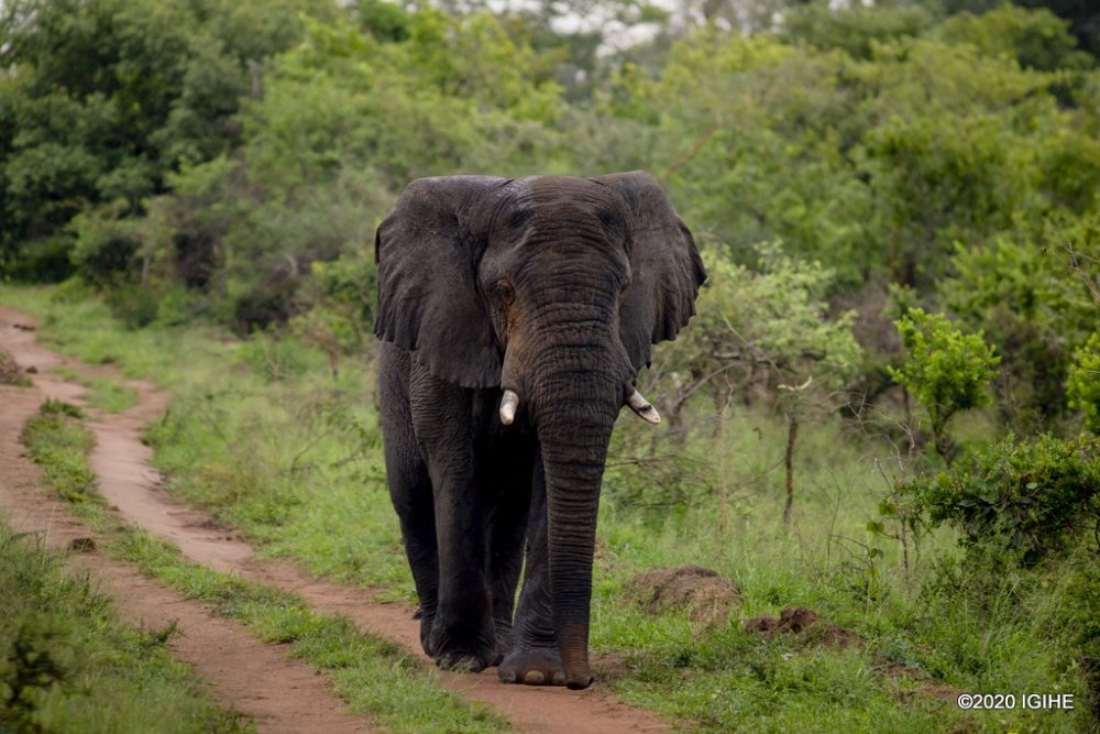 akagera national park 1