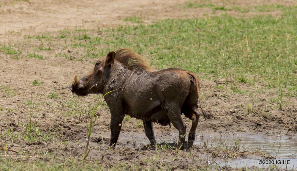 akagera national park