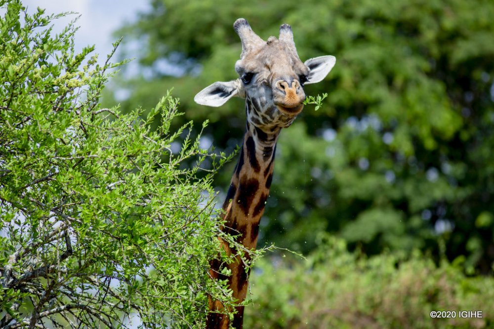 akagera national park