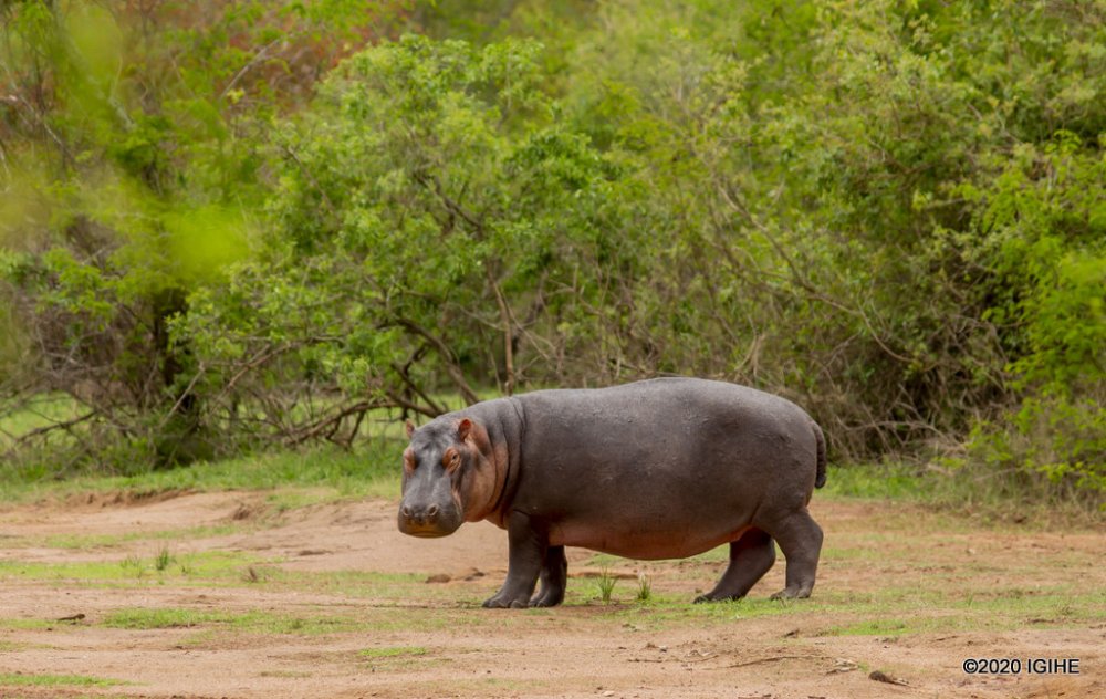 akagera national park